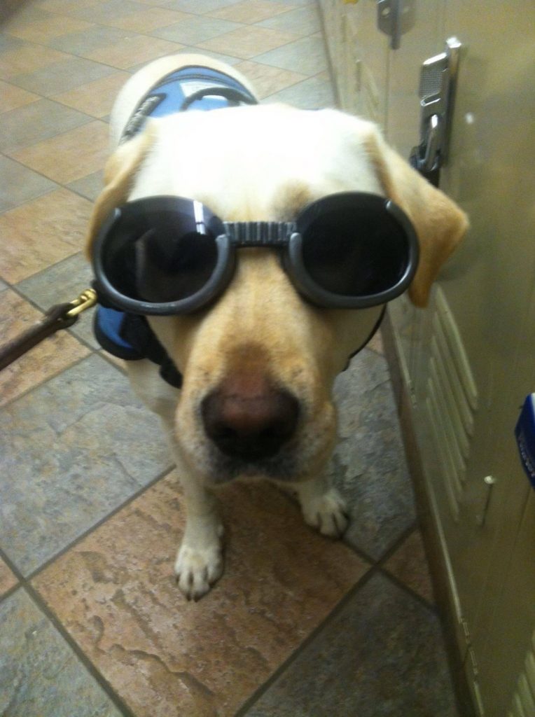 Lab in goggles