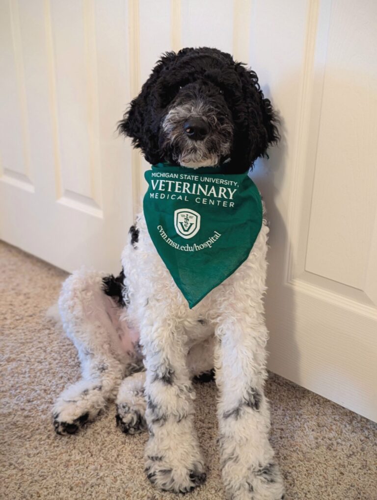 Appa Facility Dog